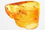 Detailed Fossil Spider (Araneae) In Baltic Amber #325432-1